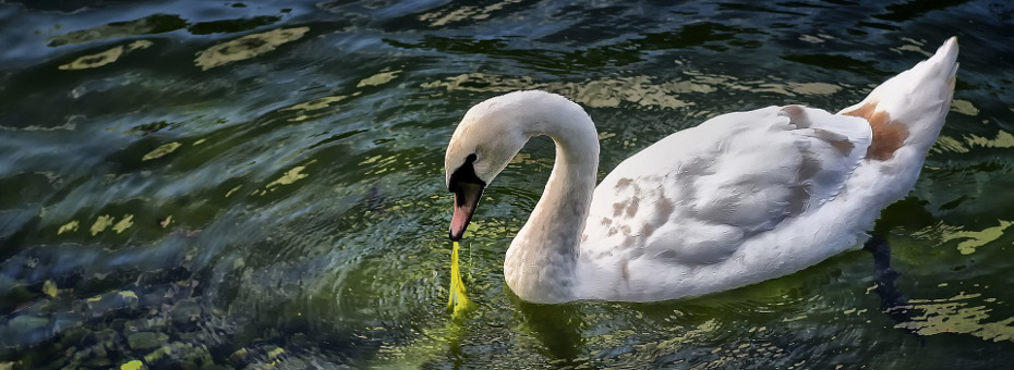 Bild: Algen essender Schwan