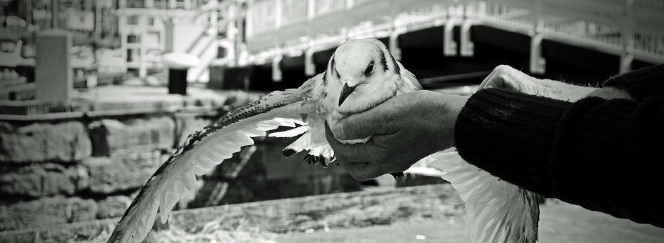 Bild: in Händen gehaltener kranker Vogel